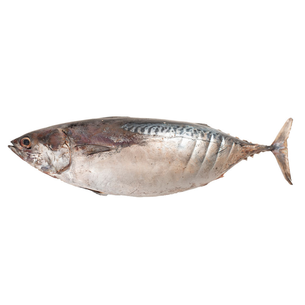 Tombarello del Mediterraneo