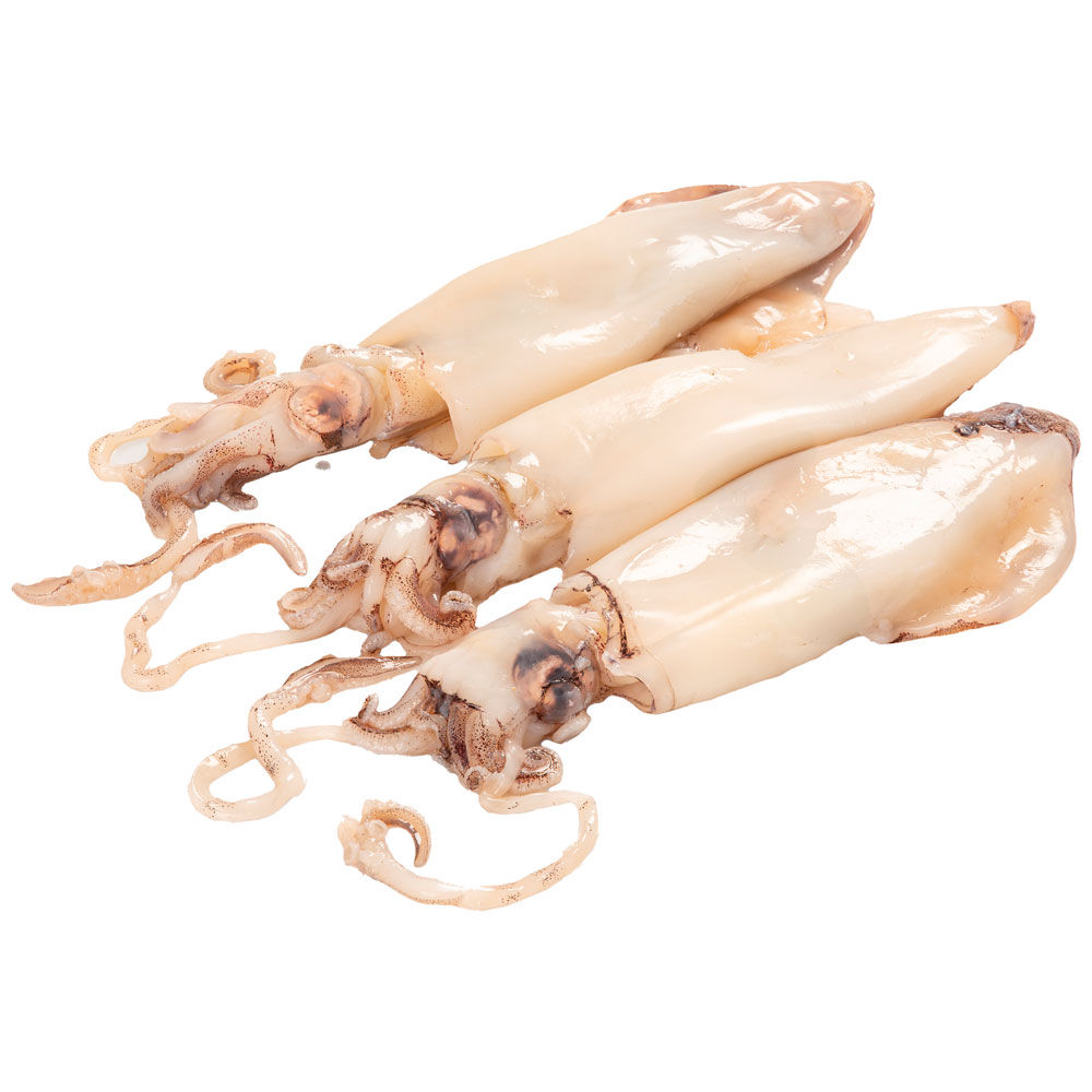 Calamari dell'Atlantico