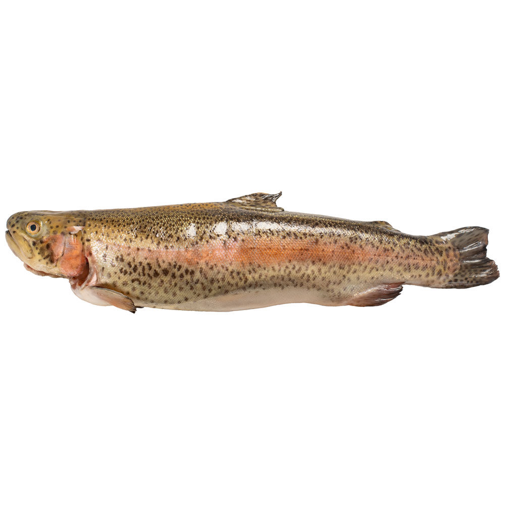Trote iridee salmonate - Immagine 01