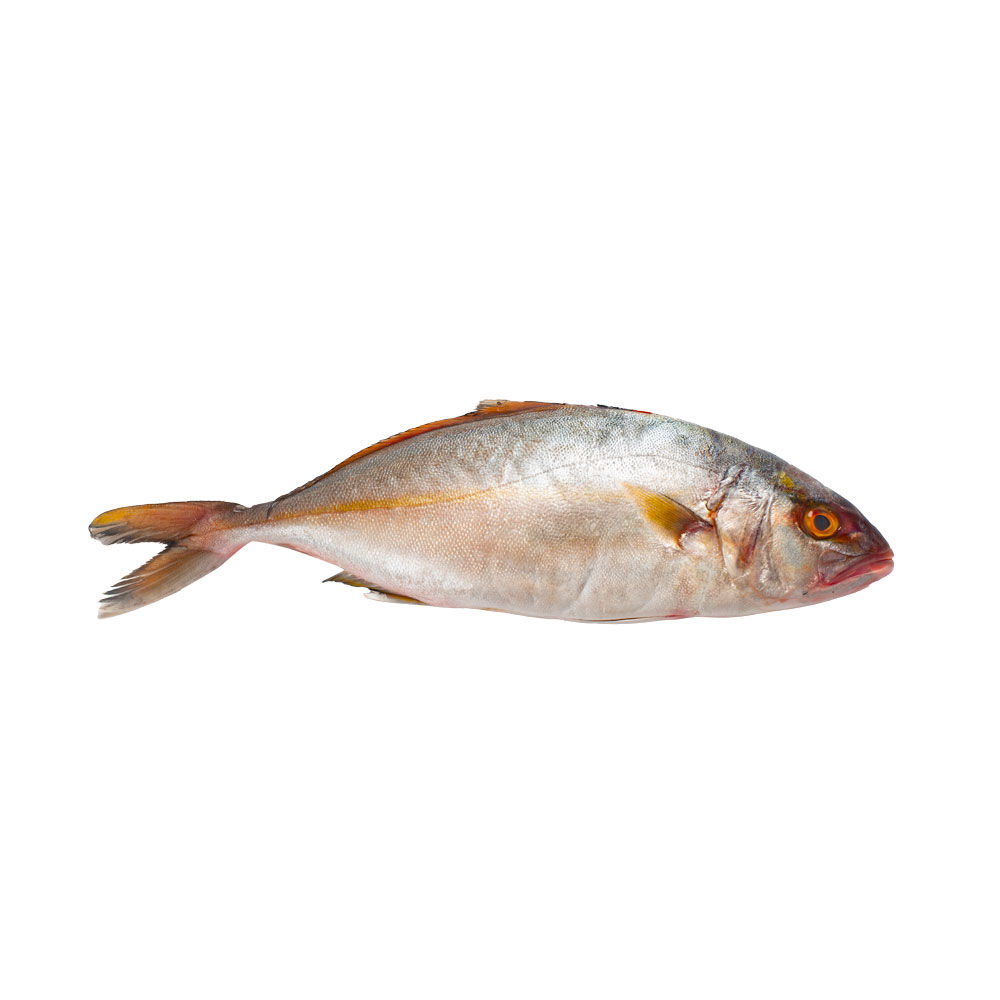 Ricciole