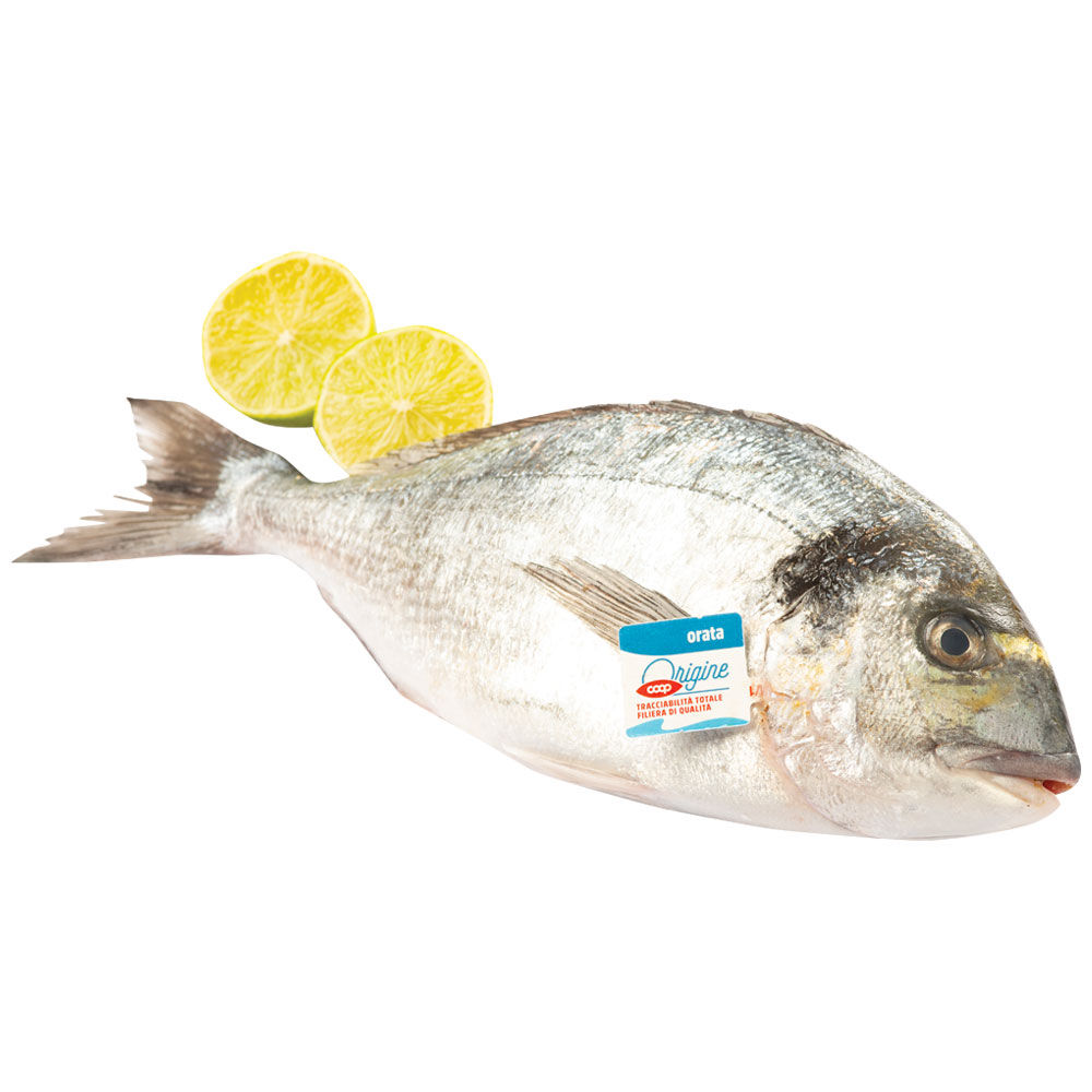 Orate allevate golfo di Follonica