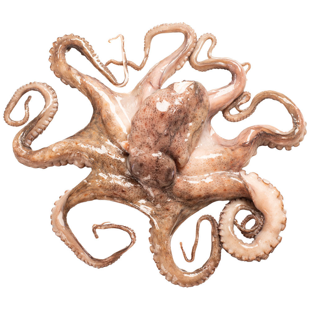 Polpo Mediterraneo - Immagine 11