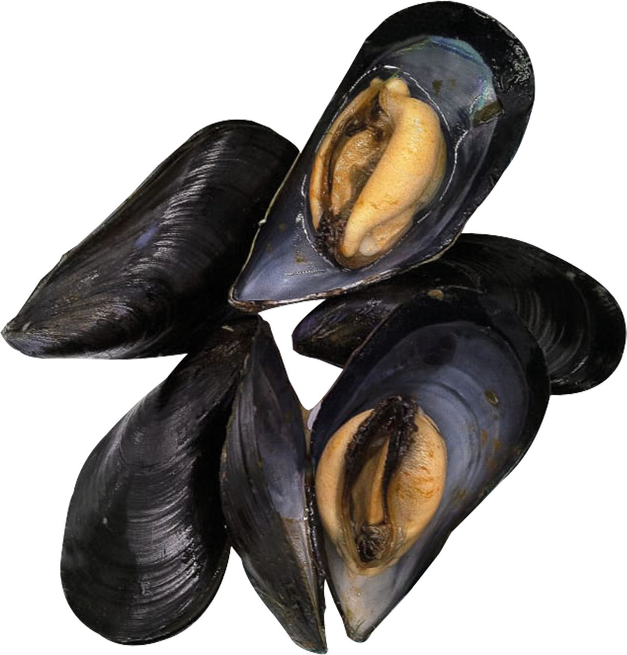 Cozze allevate italia - Immagine 01