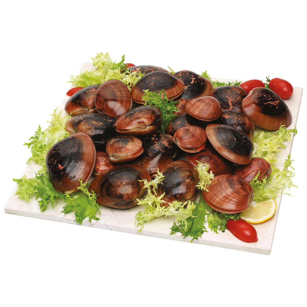 Fasolari del Mediterraneo