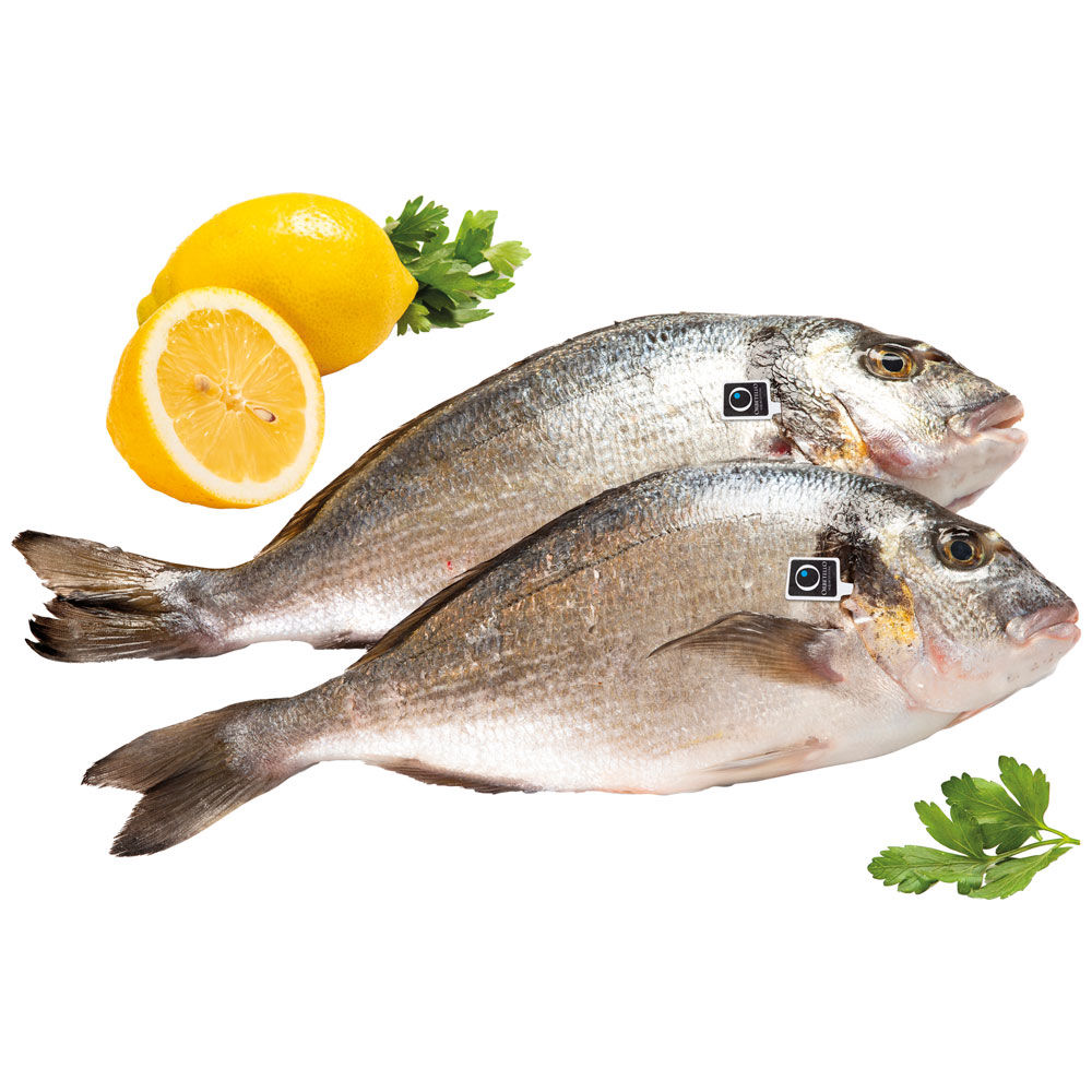 Orate grandi allevate Italia - Immagine 01