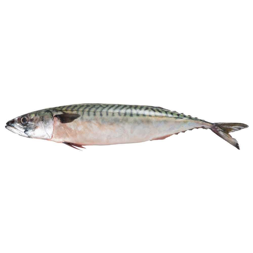 Sgombri grandi