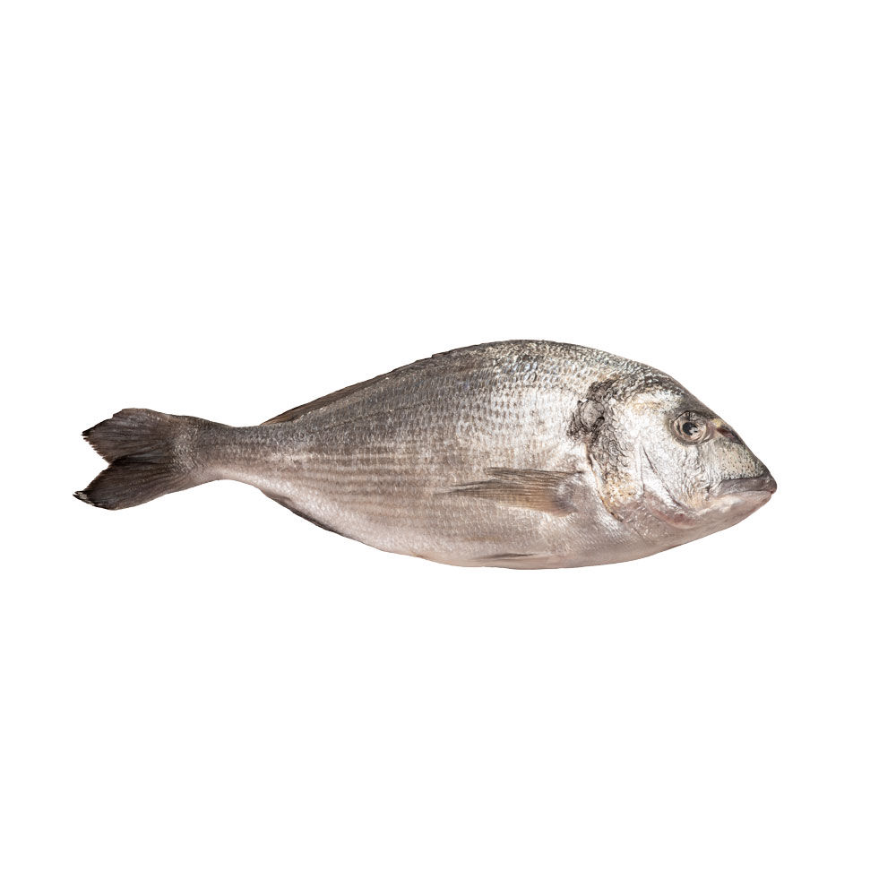 Orate pescate Mar Mediterraneo