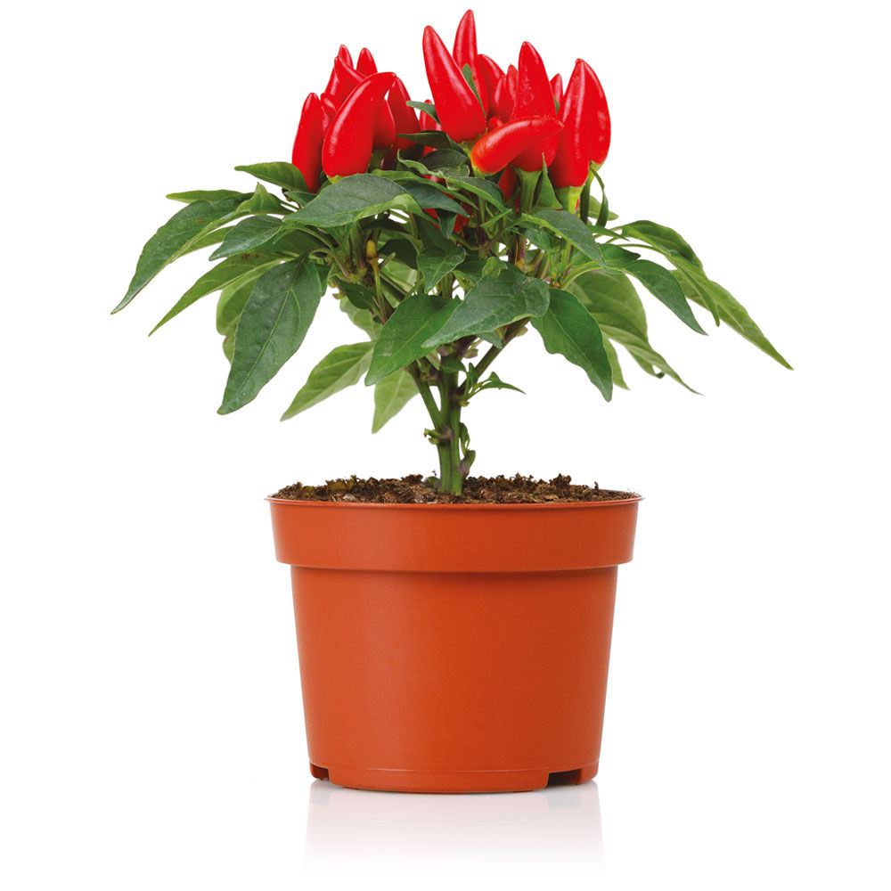 Peperoncino