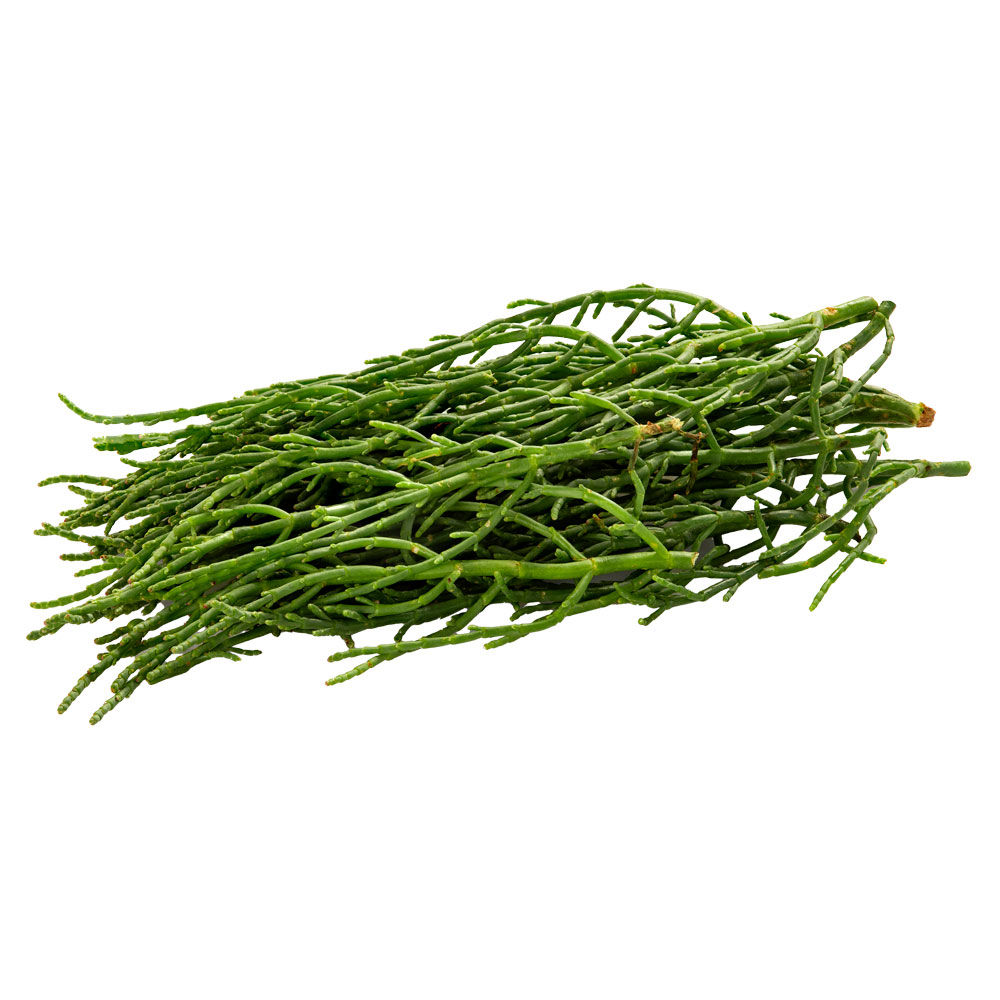 Salicornia
