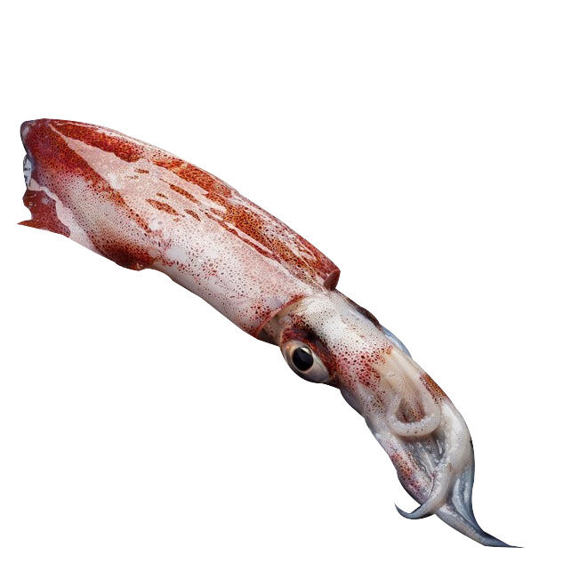 Calamari di Patagonia decongelati