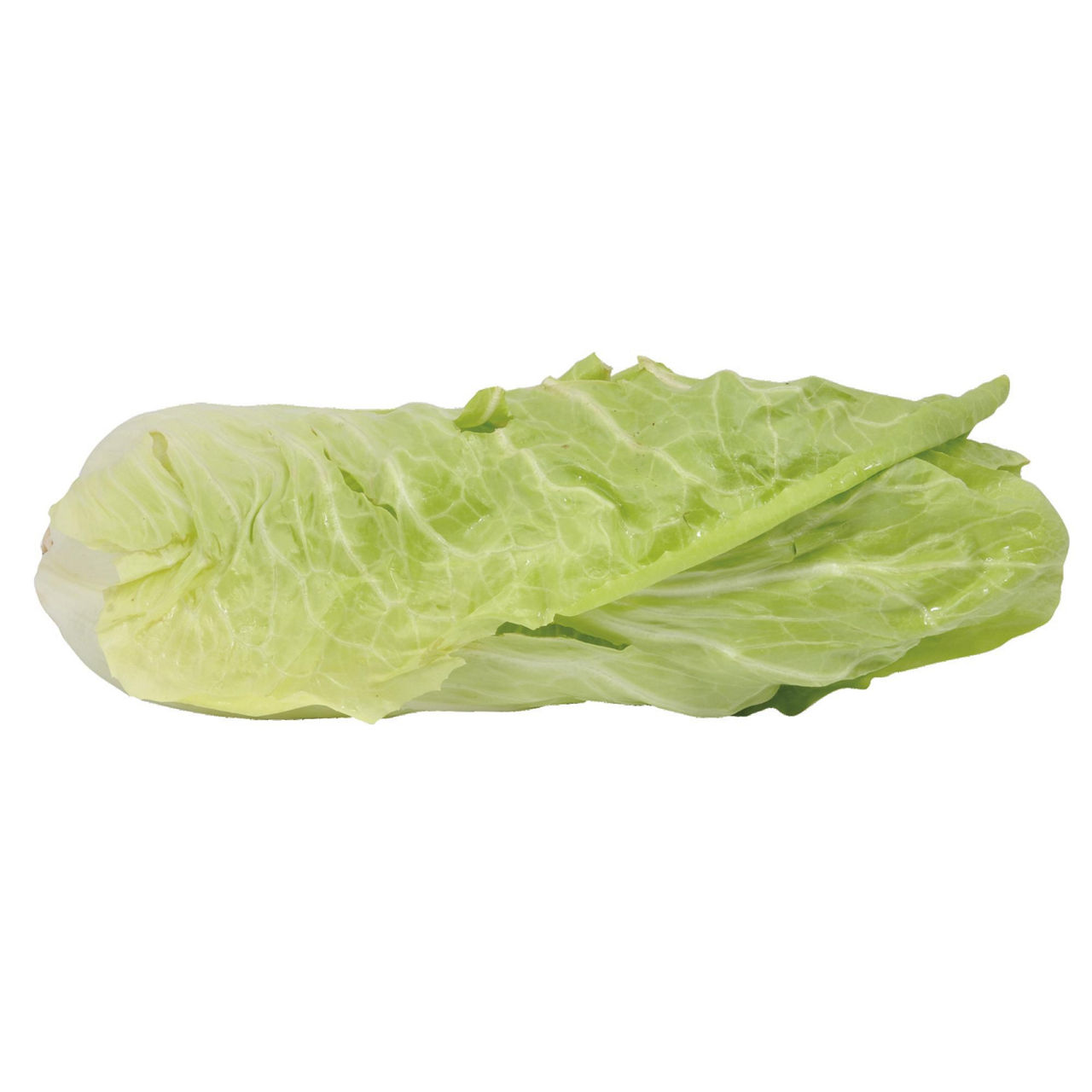 Radicchio Milano - Immagine 01