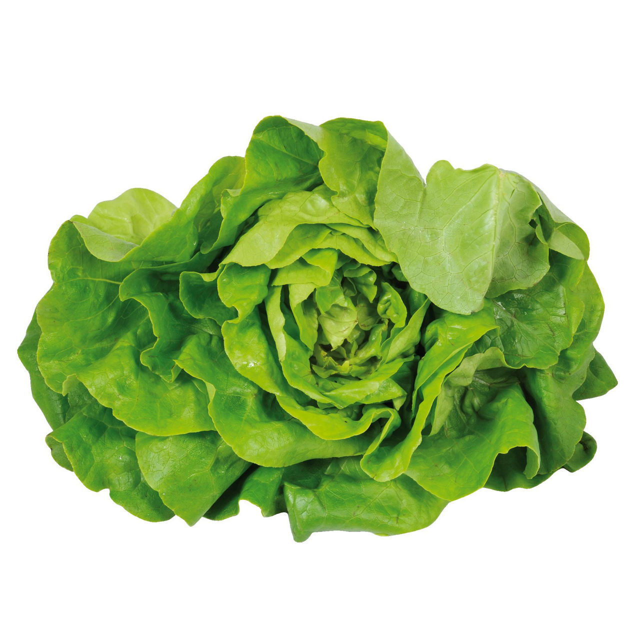 Lattuga