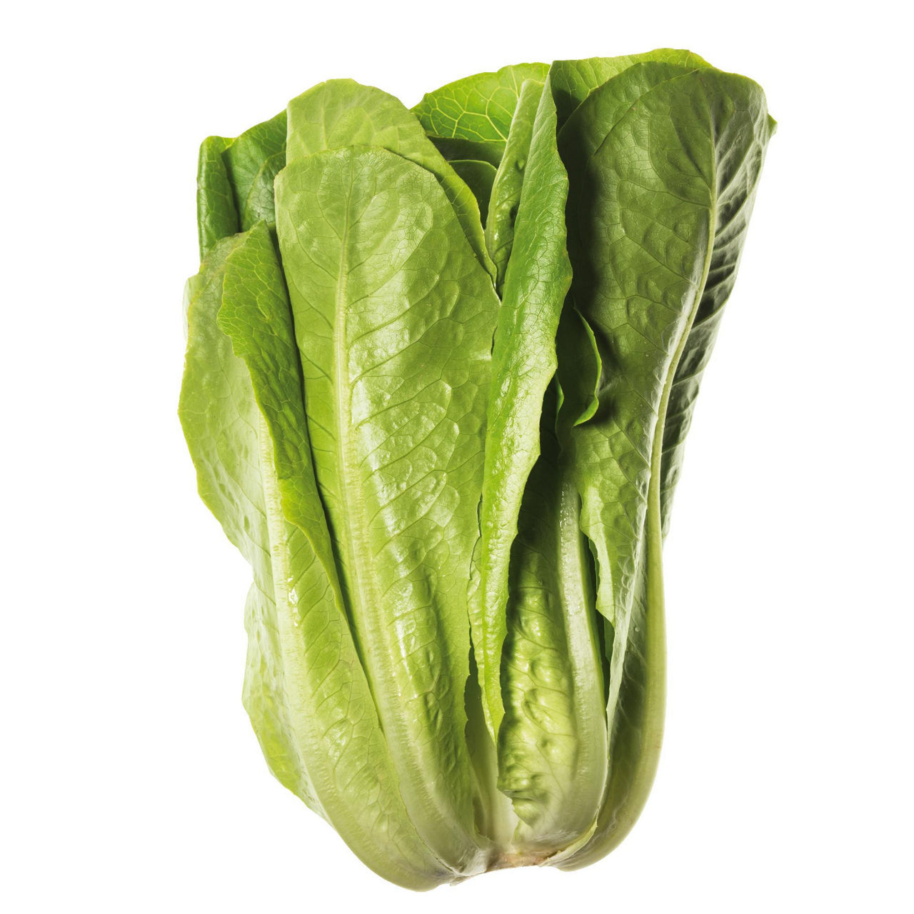 Insalata Romana
