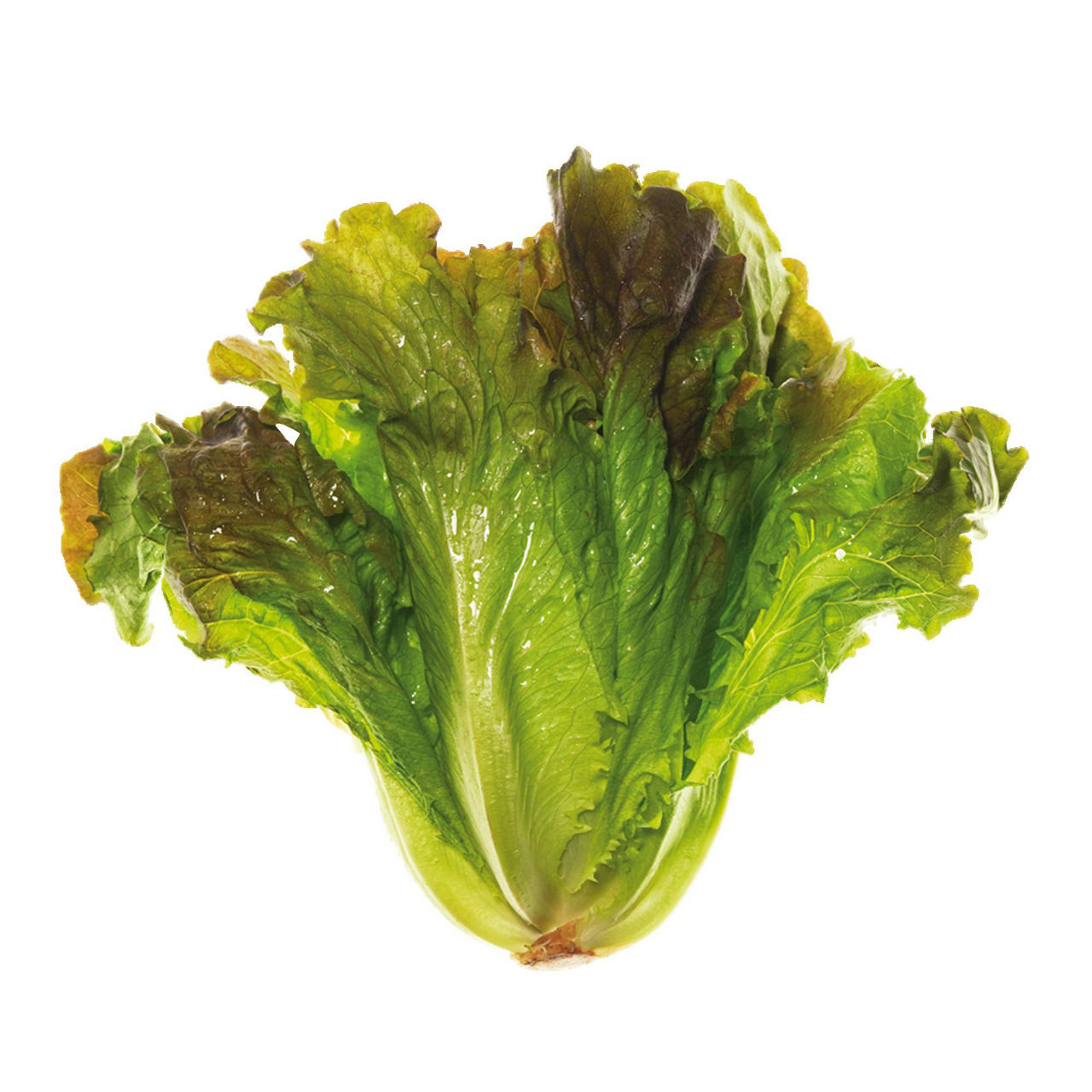 Insalata Canasta