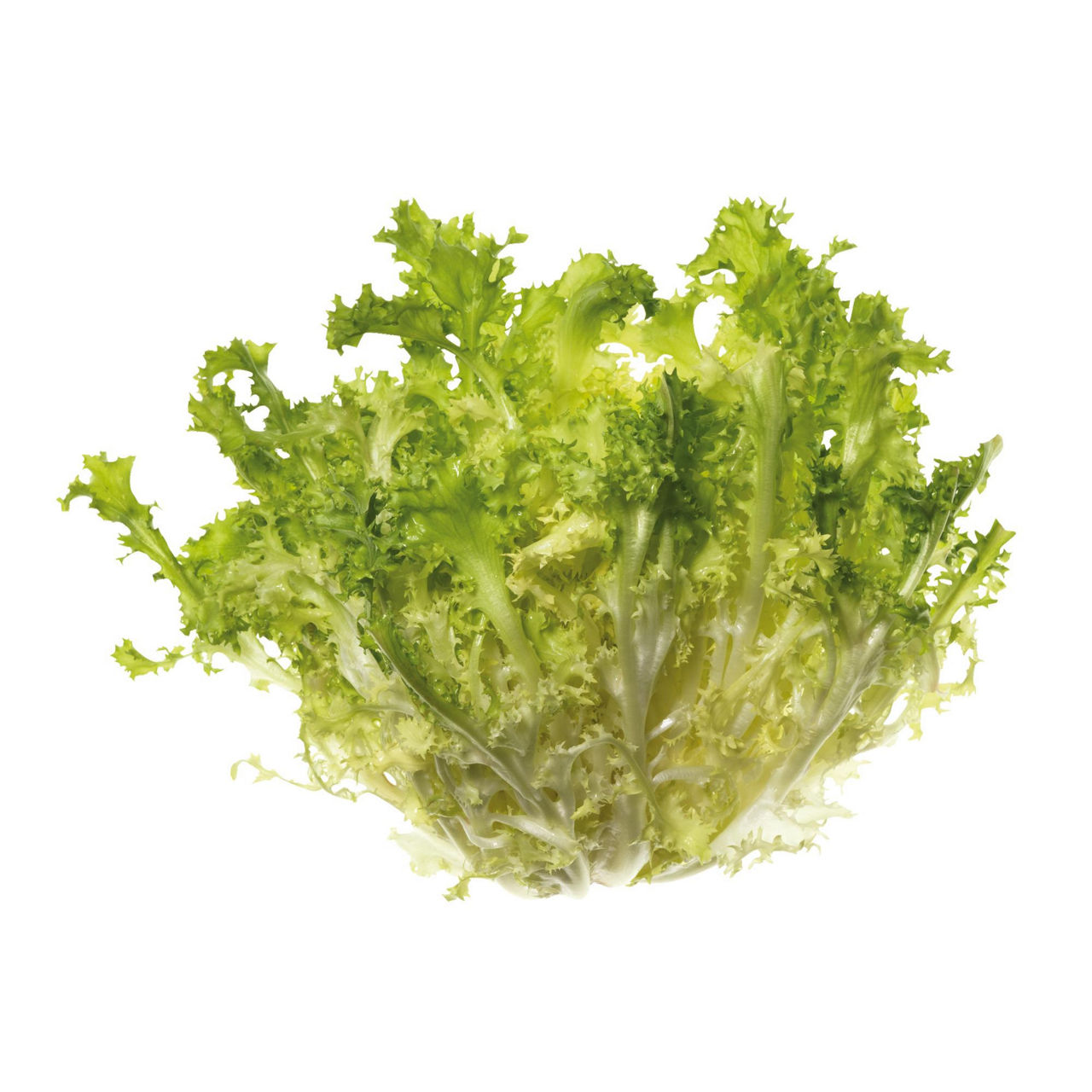 Insalata riccia - Immagine 01