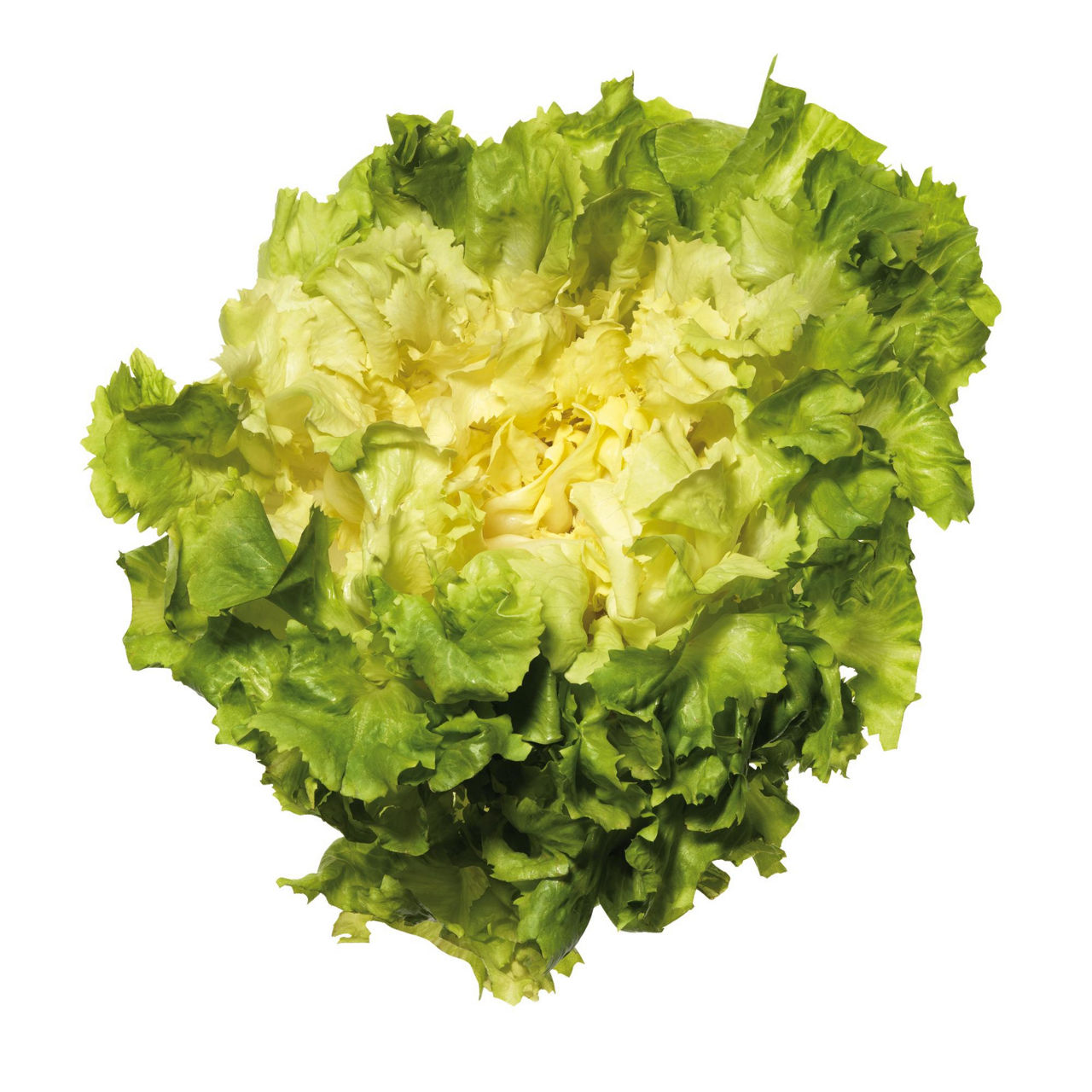 Insalata scarola