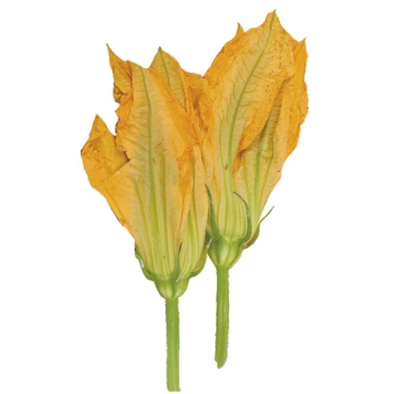 Fiori di zucca 100 gr - Immagine 01