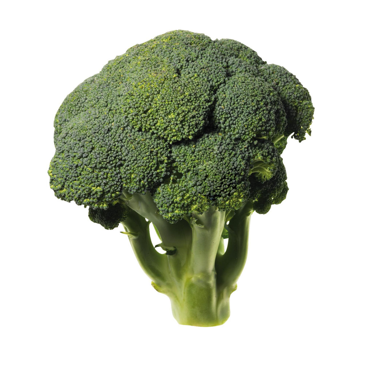 Cavolo broccolo - Immagine 01