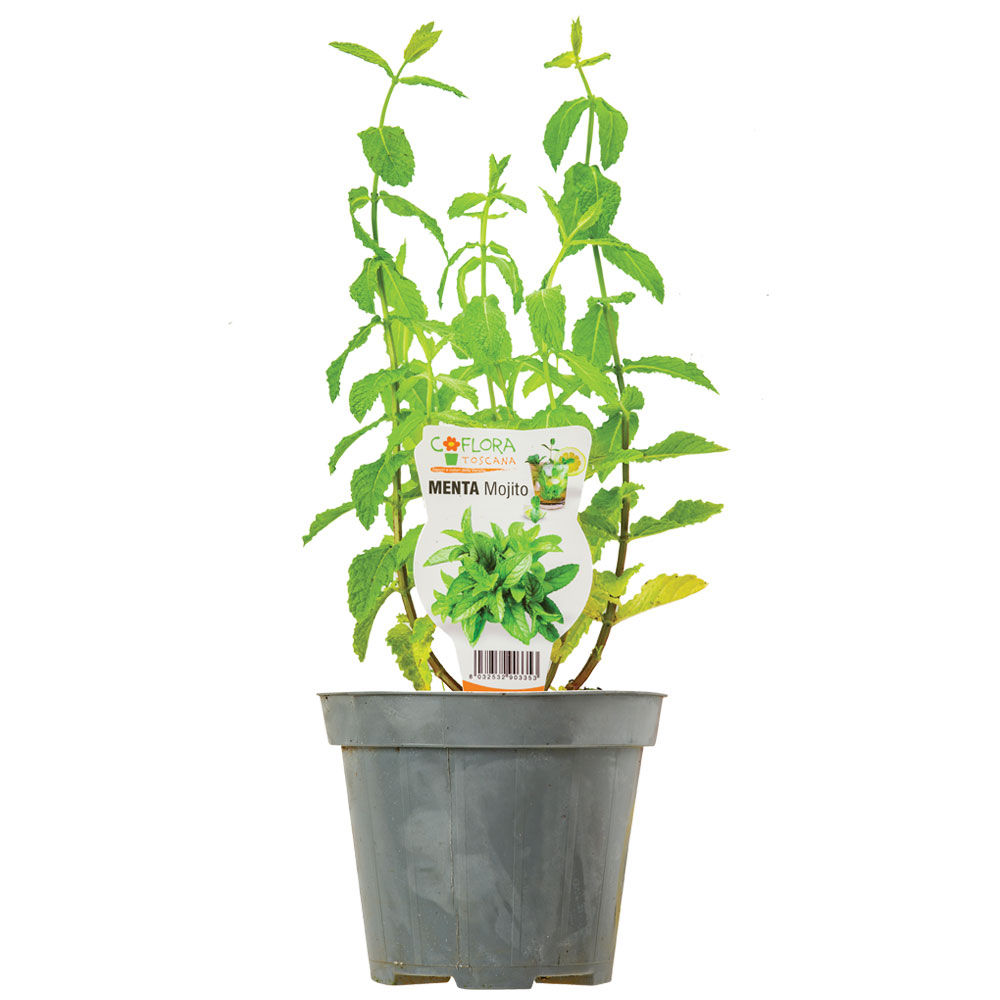 Menta