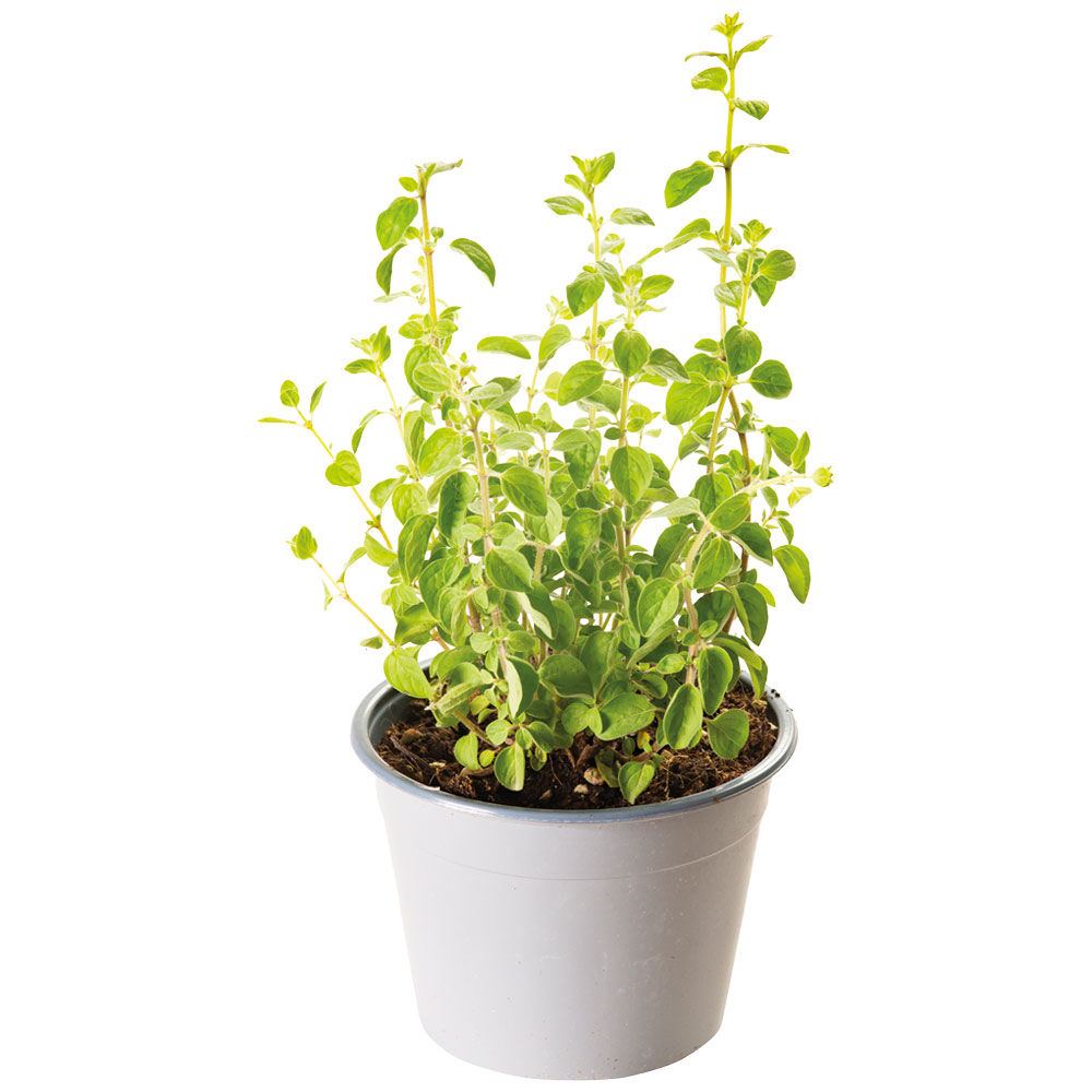 Origano in vaso