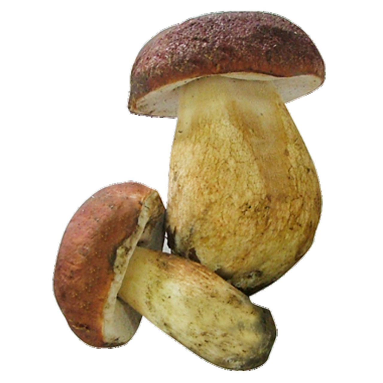 Funghi porcini freschi