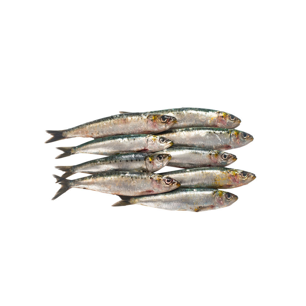 Sardine grandi
