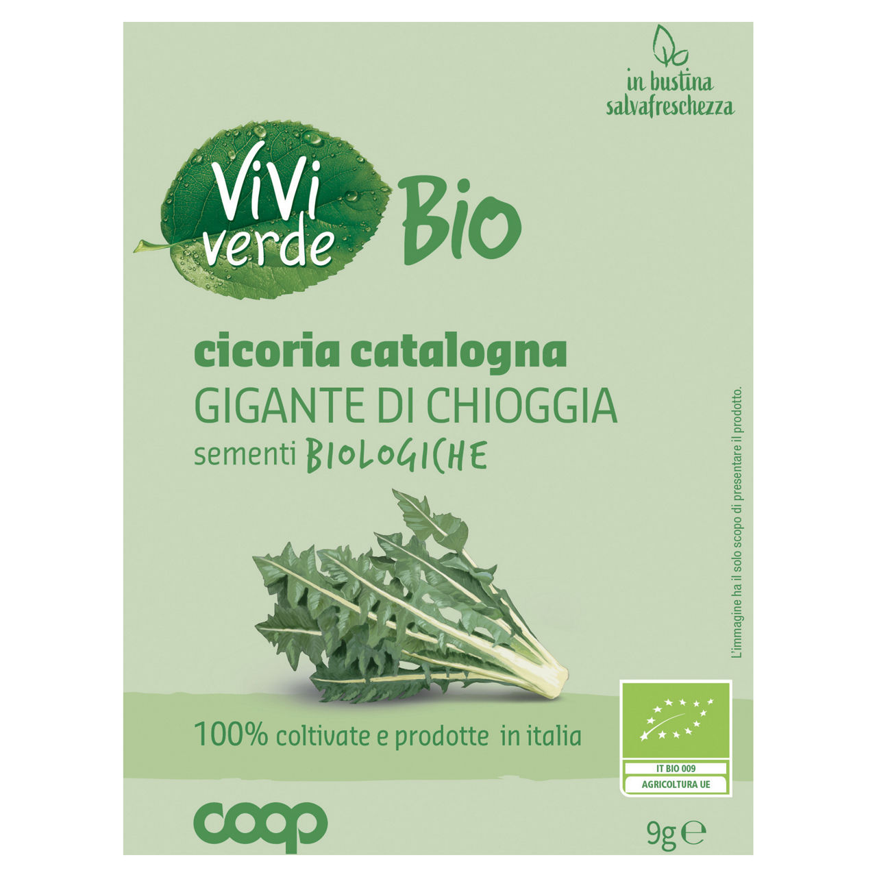 Sementi cicoria catalogna gigante di Chioggia bio 9 gr