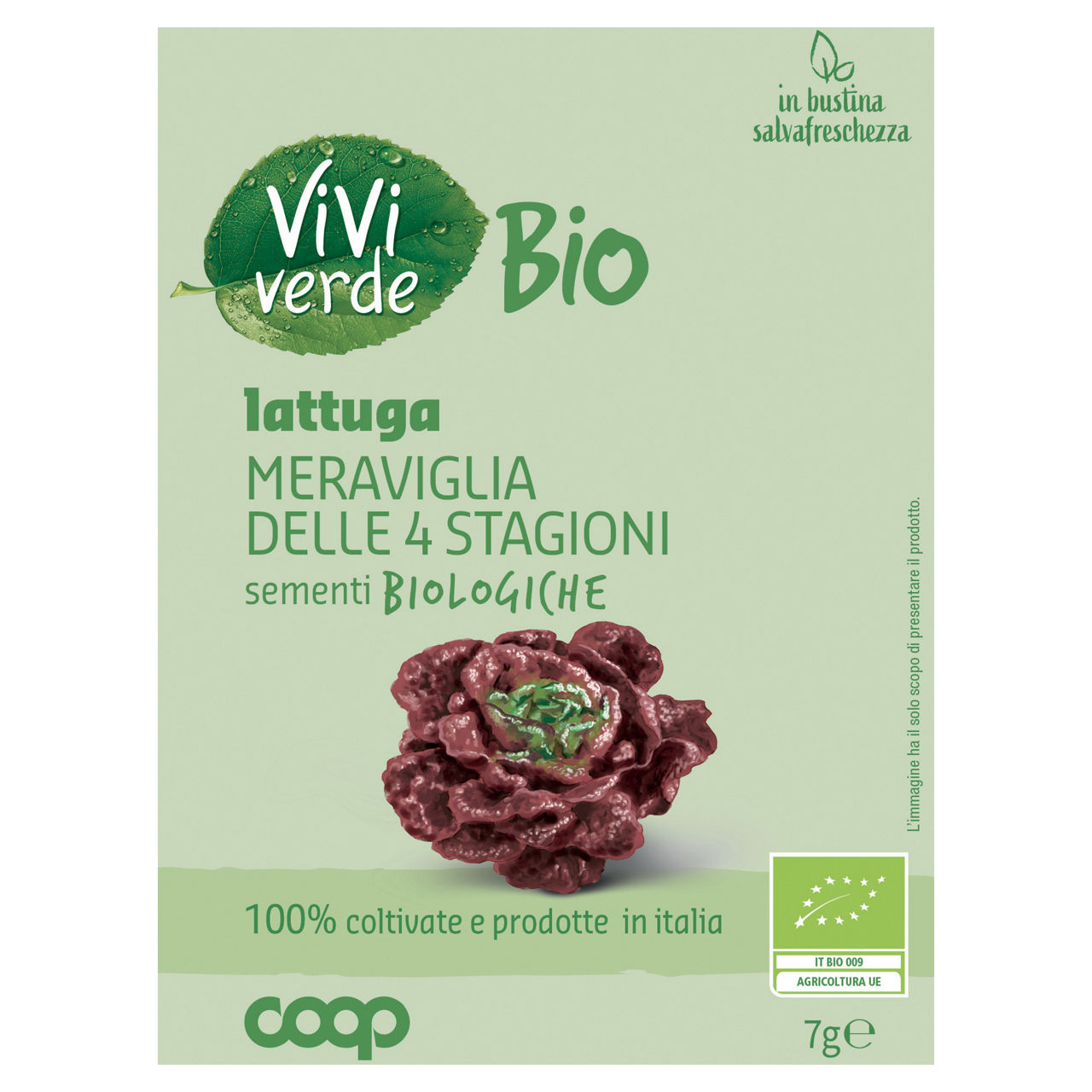 Sementi lattuga meraviglia delle 4 stagioni bio 7 gr - Immagine 01
