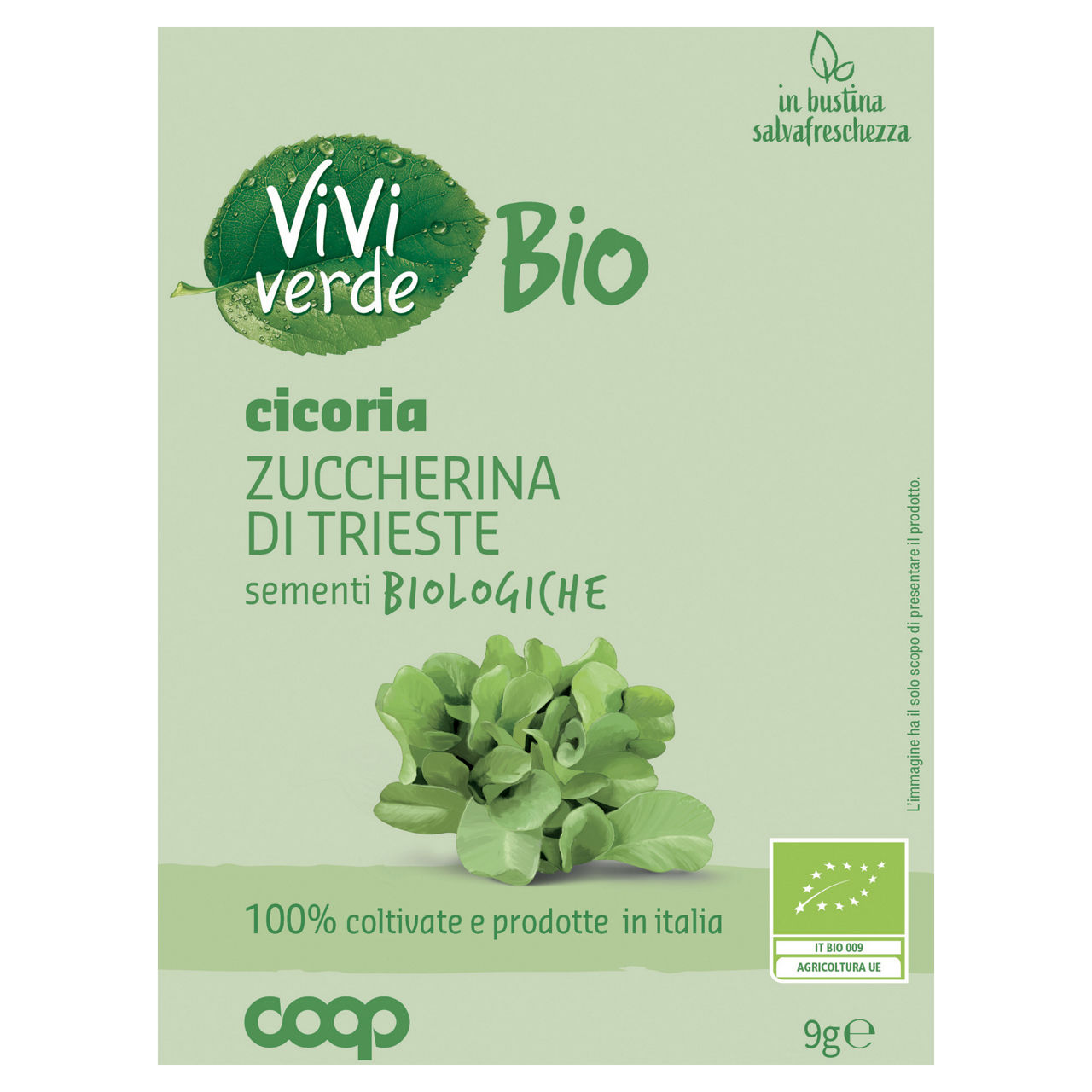 Sementi cicoria zuccherina di Trieste bio 9 gr