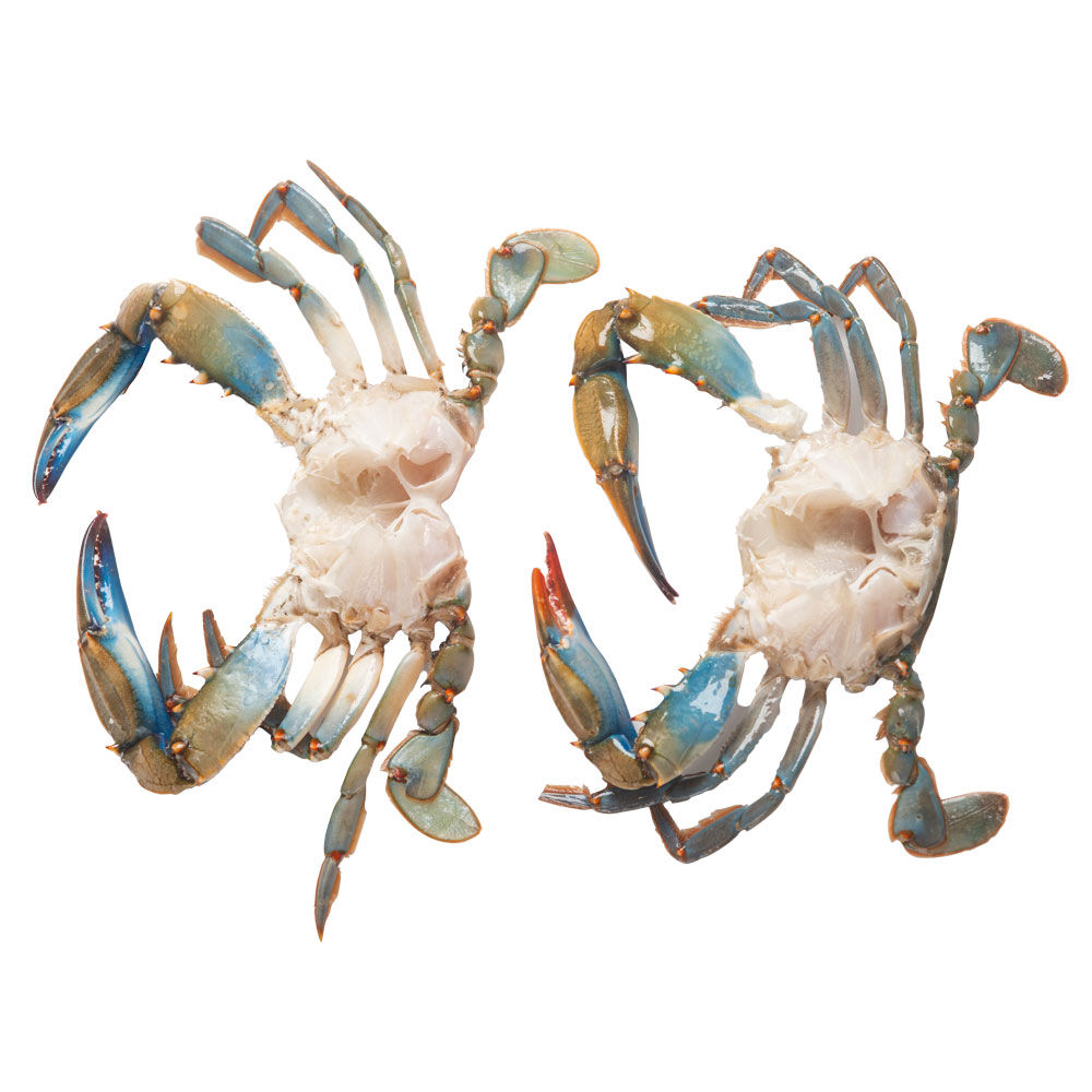 Granchio blu