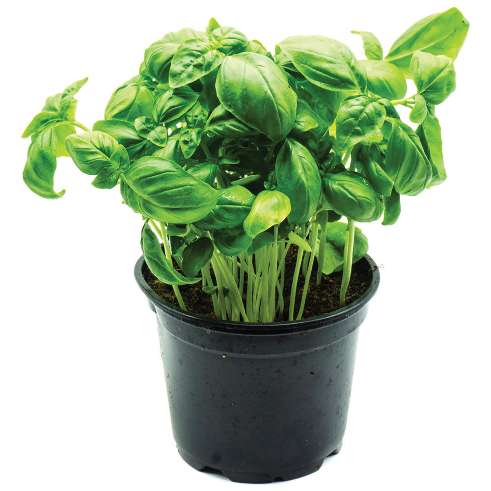 Basilico in vaso - Immagine 01