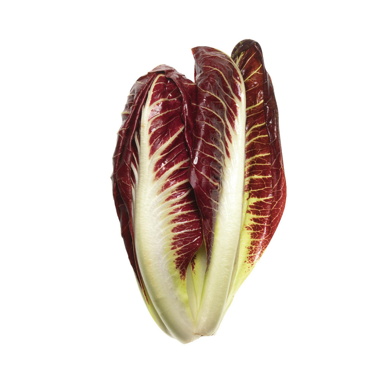 Radicchio rosso precoce