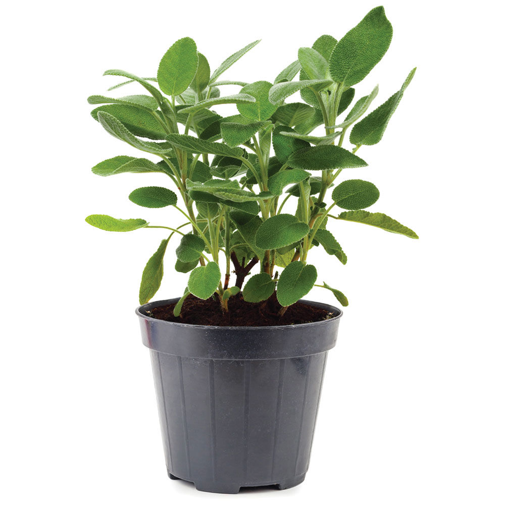 Salvia in vasetto