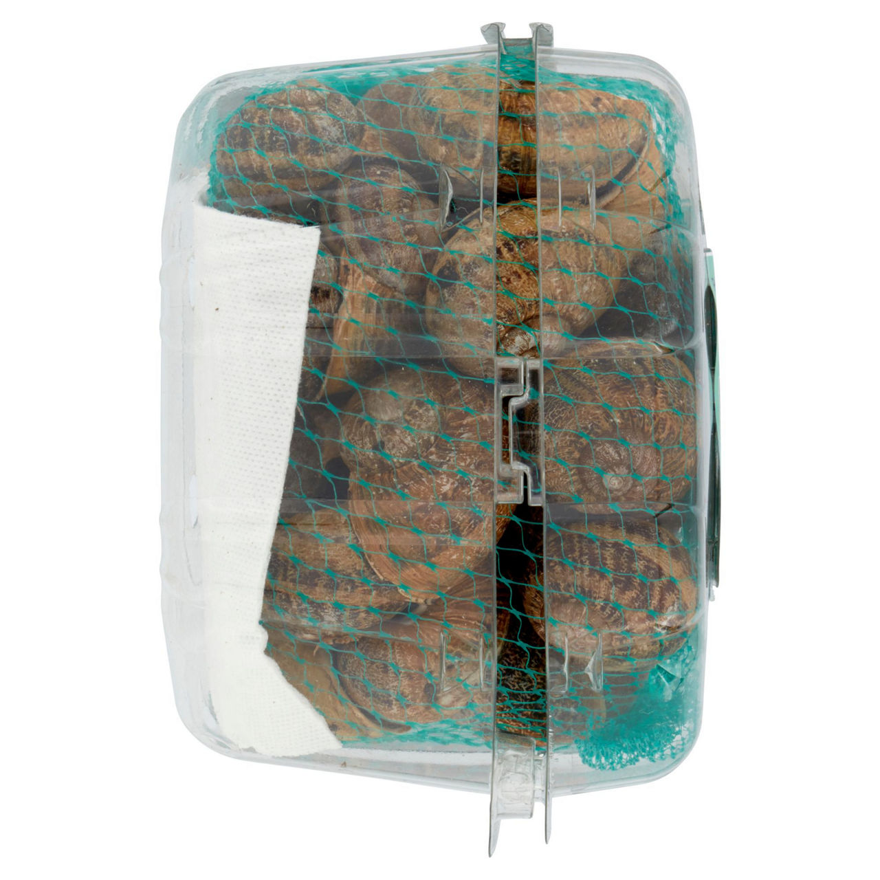 Lumache vignaiole vive 750 gr - Immagine 41