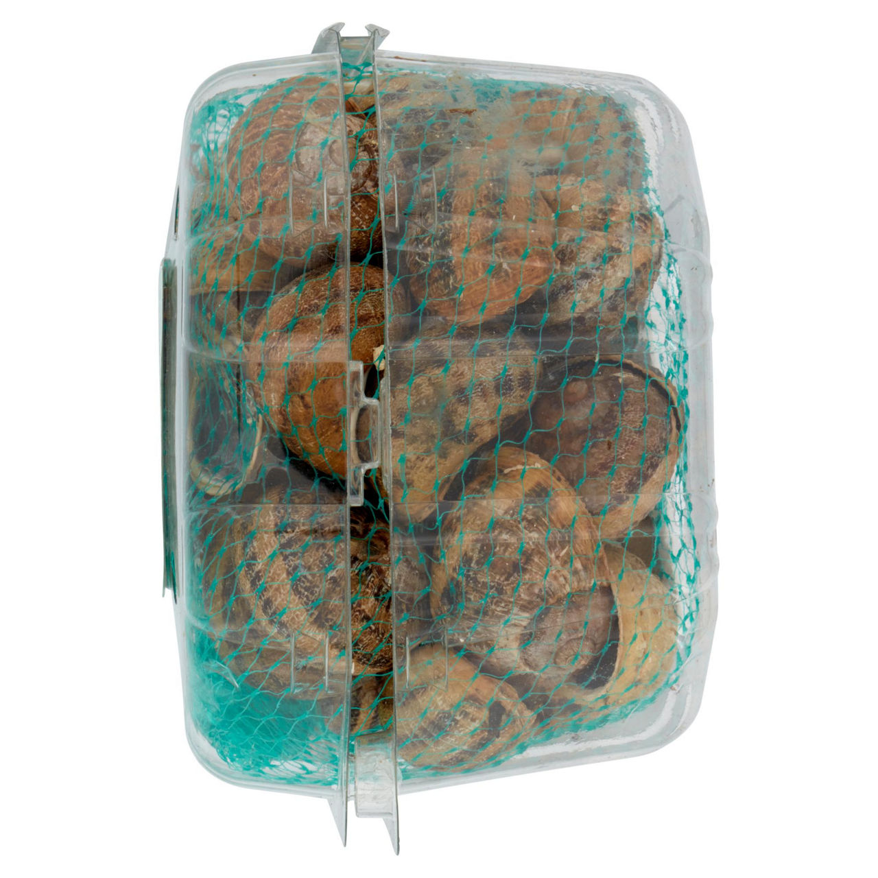 Lumache vignaiole vive 750 gr - Immagine 21
