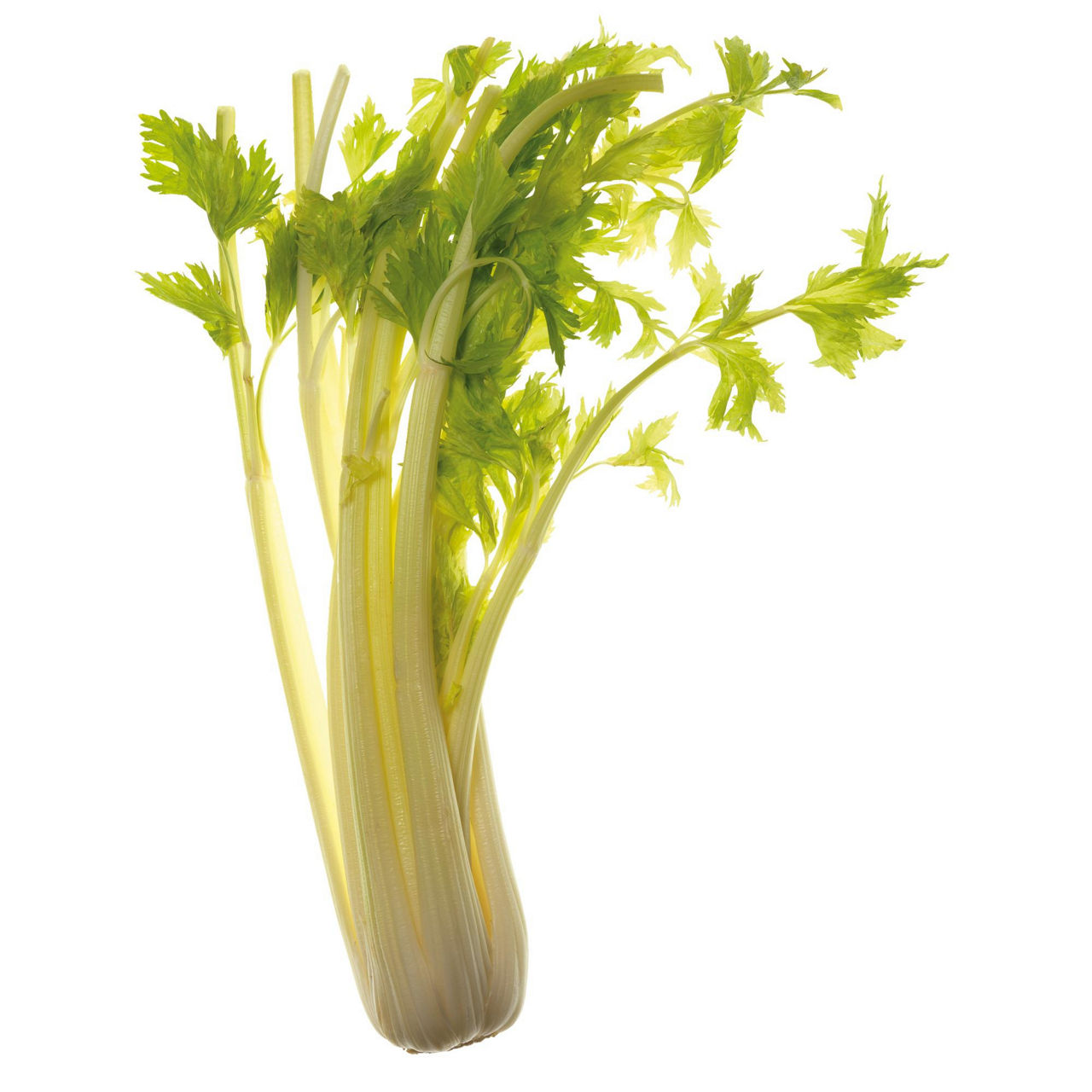 Cuori di sedano 400 gr - Immagine 11