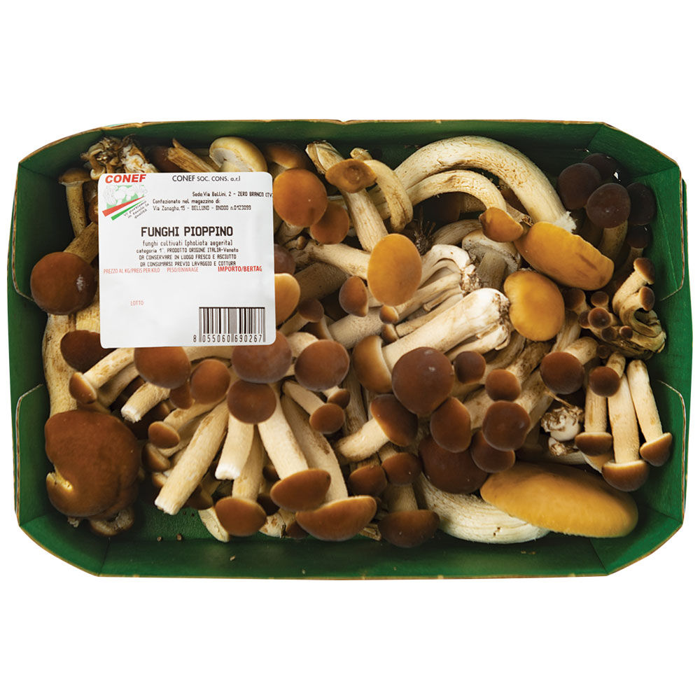 Funghi pioppini 250 gr