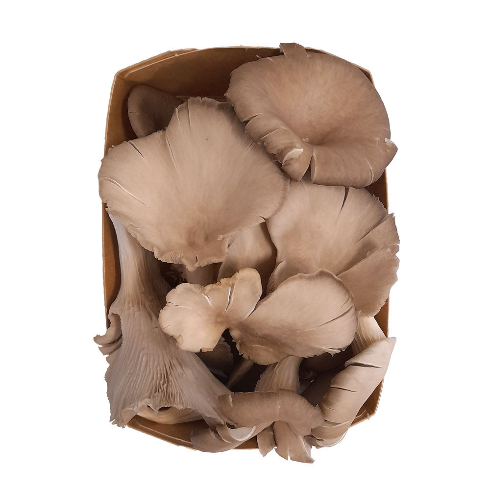 Funghi pleurotus coltivati 500 gr