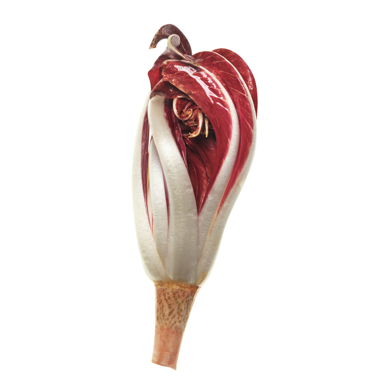 Radicchio Rosso di Treviso IGP 350 gr