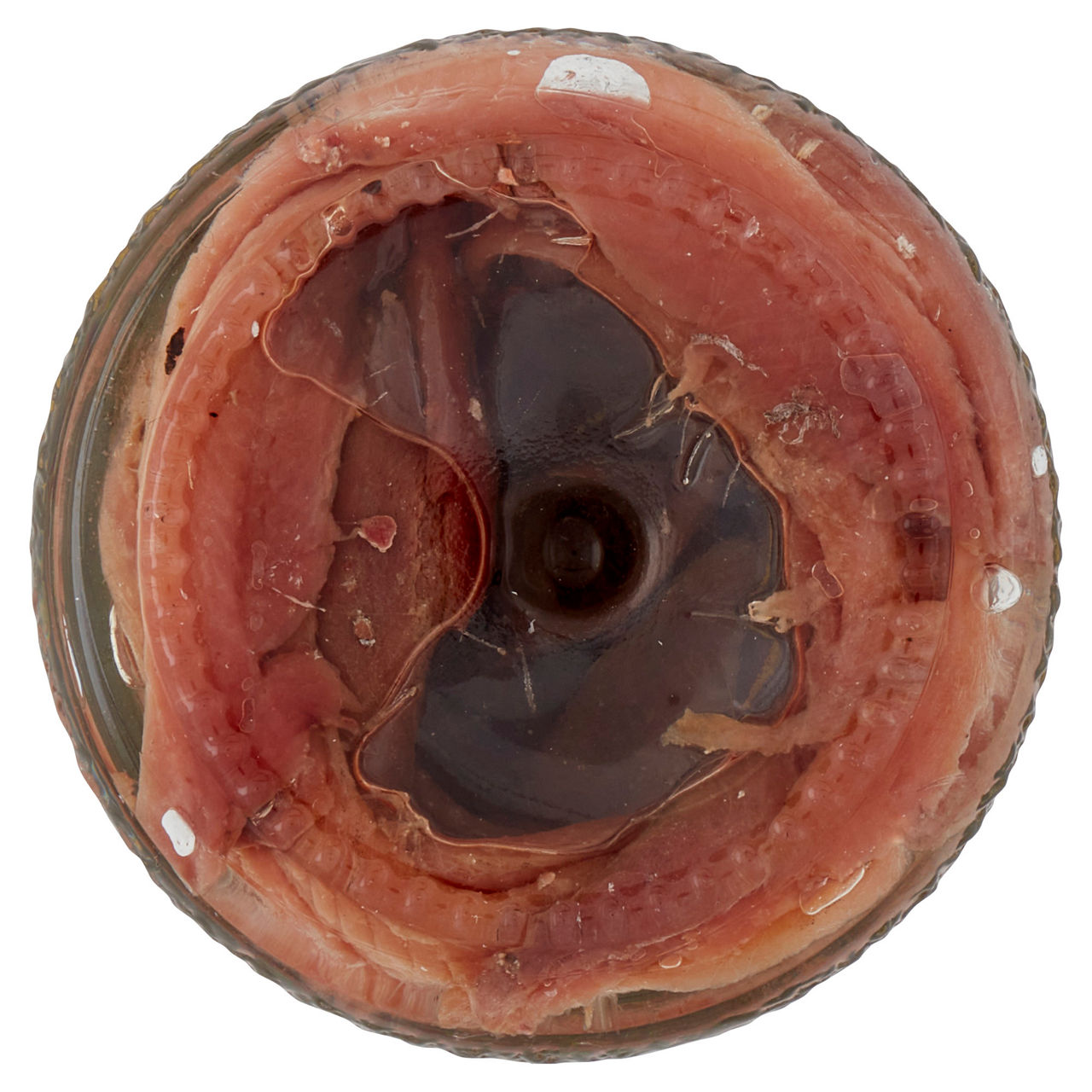 Filetti di alici distese in olio delicato il tritone isola d'oro v.v.200gr. - Immagine 51