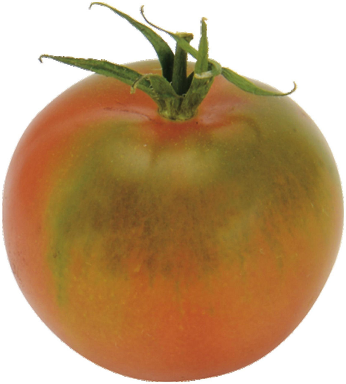 Pomodori camone origine g 300