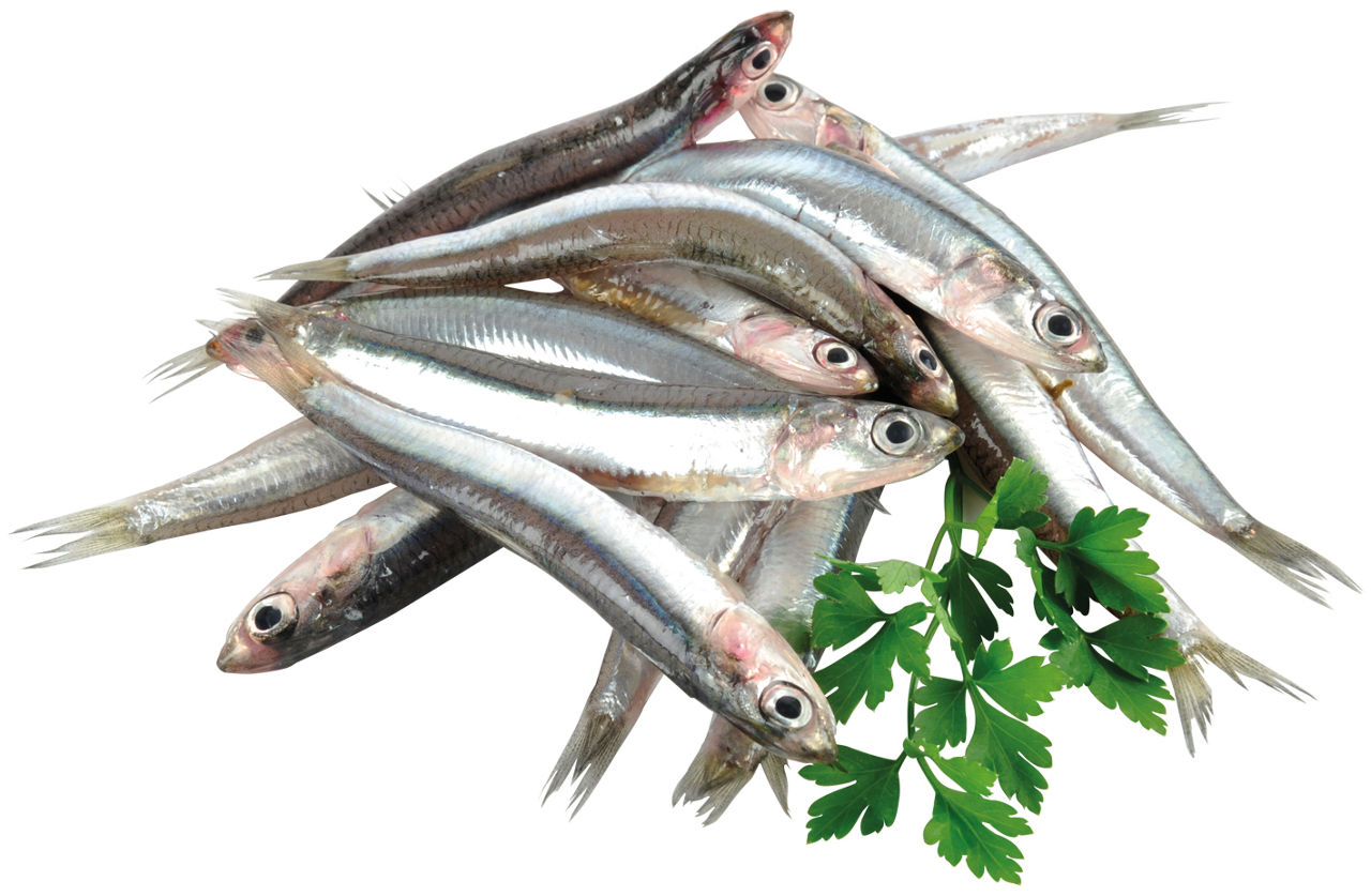 Acciughe del mediterraneo