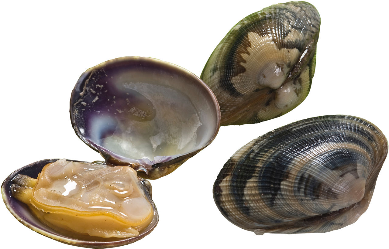 Vongole veraci