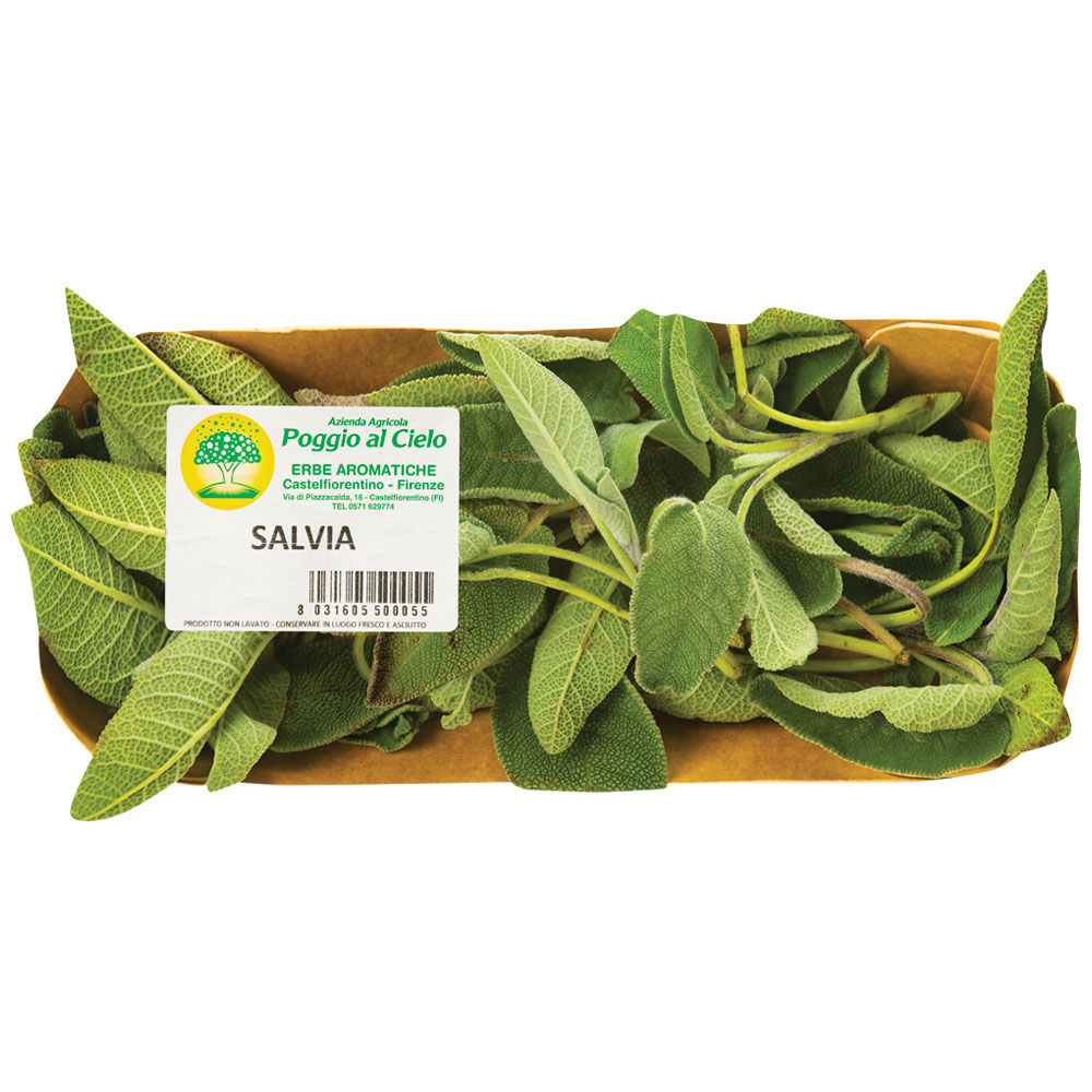 Salvia fresca g30  