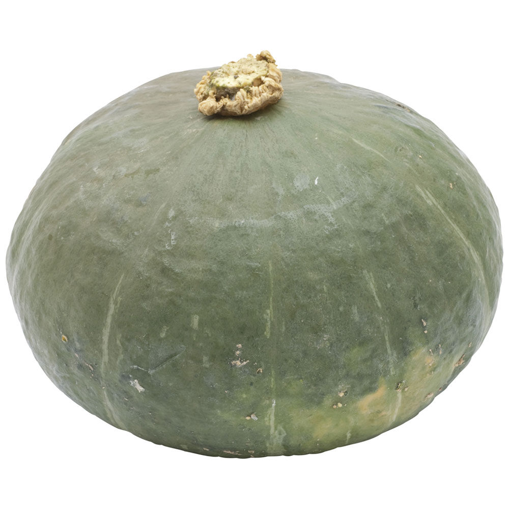 Zucca delica ethichettata it pv