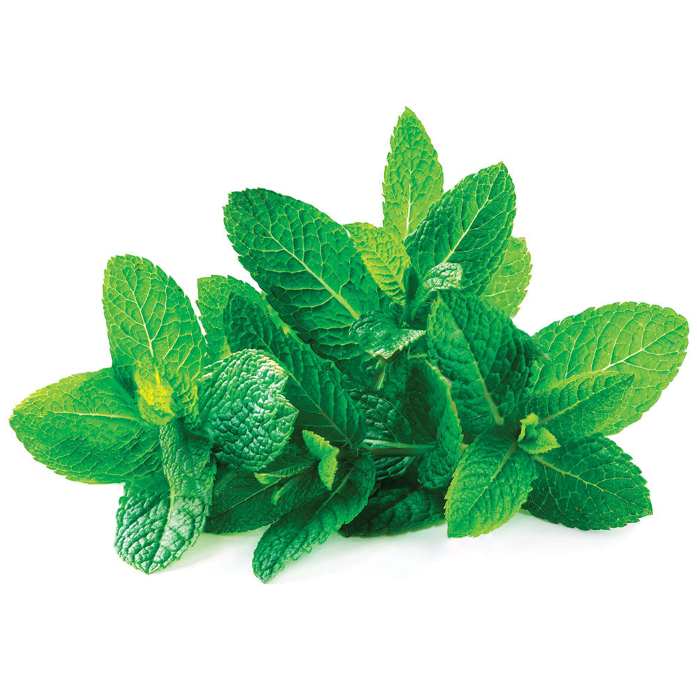 Menta a mazzi toscana g100   