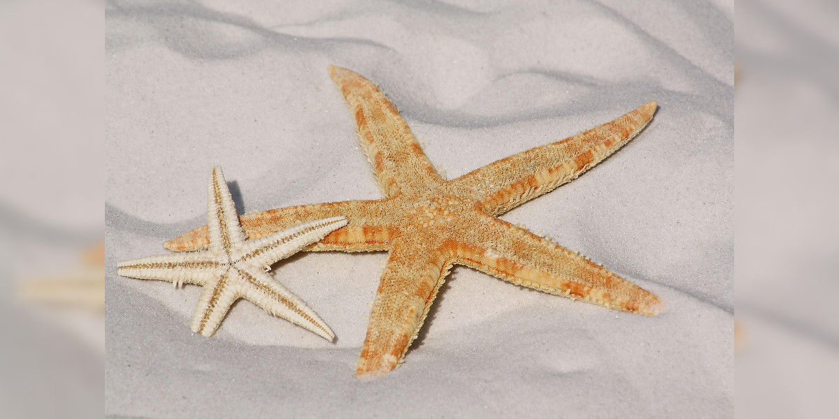 stelle marine nella sabbia