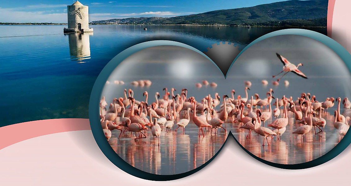laguna e fenicotteri rosa