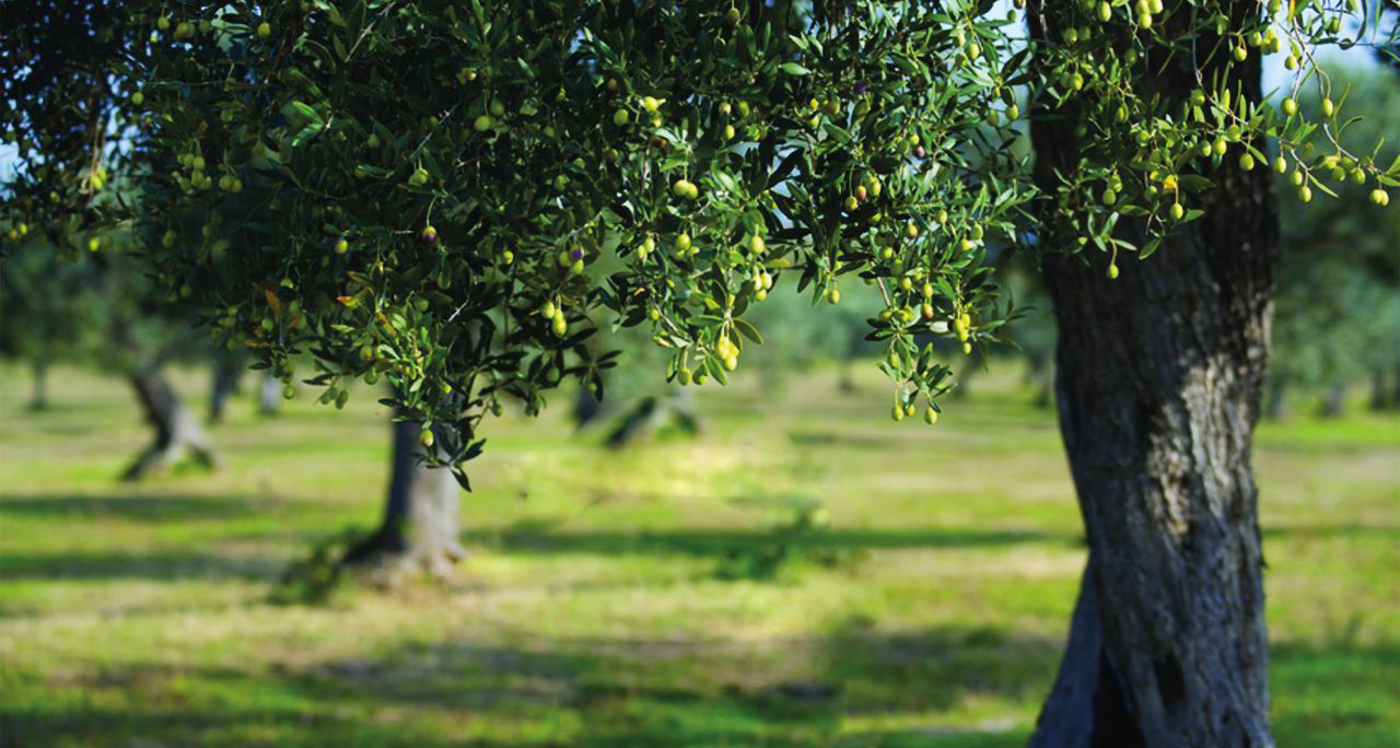 oliveto