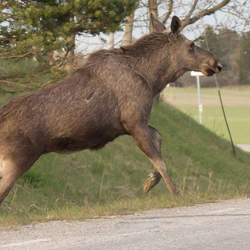 Älg på väg över en väg